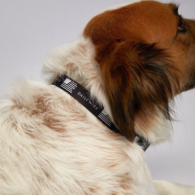 Daily Wire Forward Flag Dog Collar
