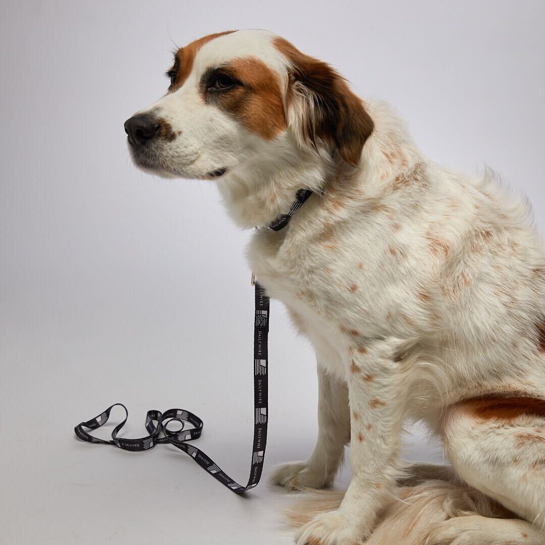 Daily Wire Forward Flag Dog Leash